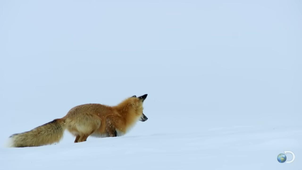 a red fox running through the snow fox flying through landscape fox animal cute fox red fox playing with a fox part fox fox whimsical fox the screaming fox still from a nature documentary ethereal fox still from nature documentary miniature fox foxes playing in a meadow the foxlike evolution pokemon national geographic footage