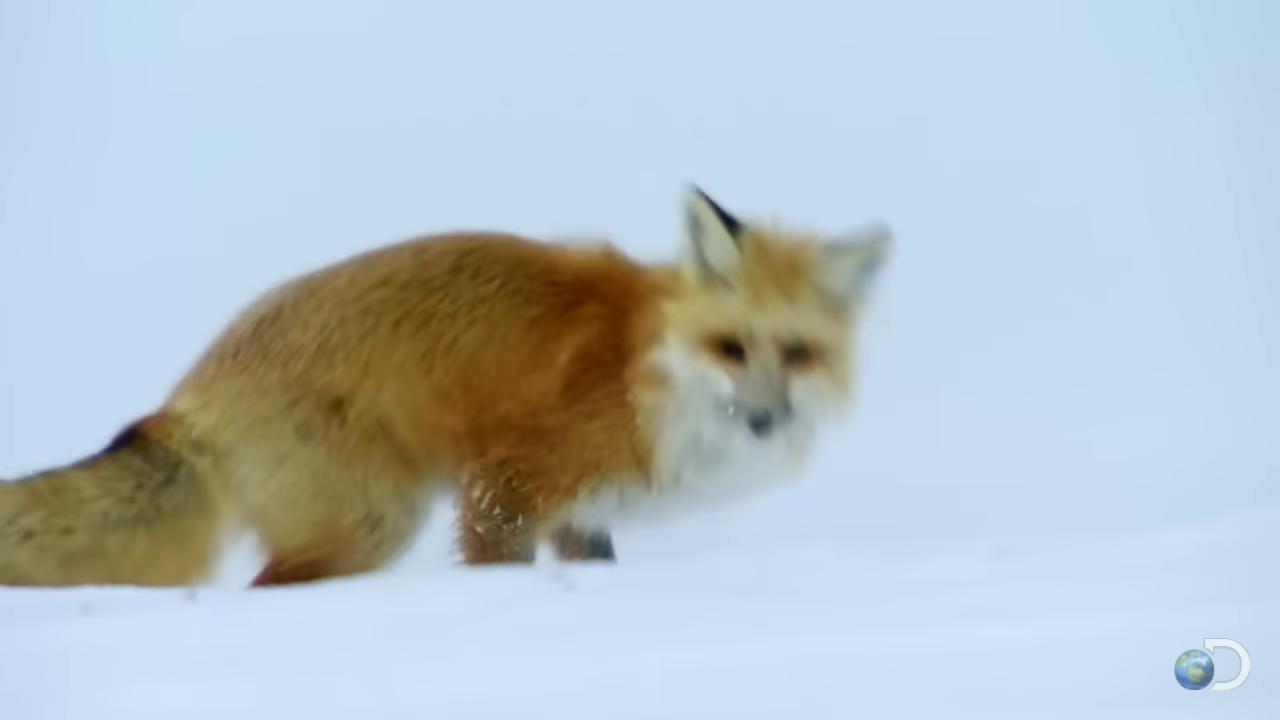 a fox is running through the snow fox flying through landscape fox animal fox cute fox red fox the screaming fox the foxlike evolution pokemon of a fox wearing a santa hat fox in a lab coat still from a nature documentary tonic the fox miniature fox part fox ethereal fox whimsical fox
