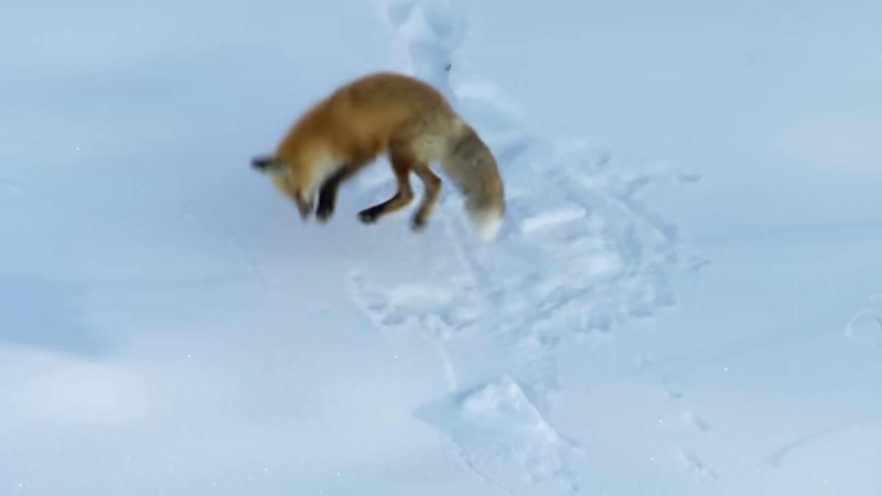 a fox running through the snow fox flying through landscape fox jump fox animal still from a nature documentary pouncing the screaming fox jumping towards viewer flying towards the camera jump pose red fox leaping part fox cute fox zootopia 2016 olympic diving springoard still from nature documentary