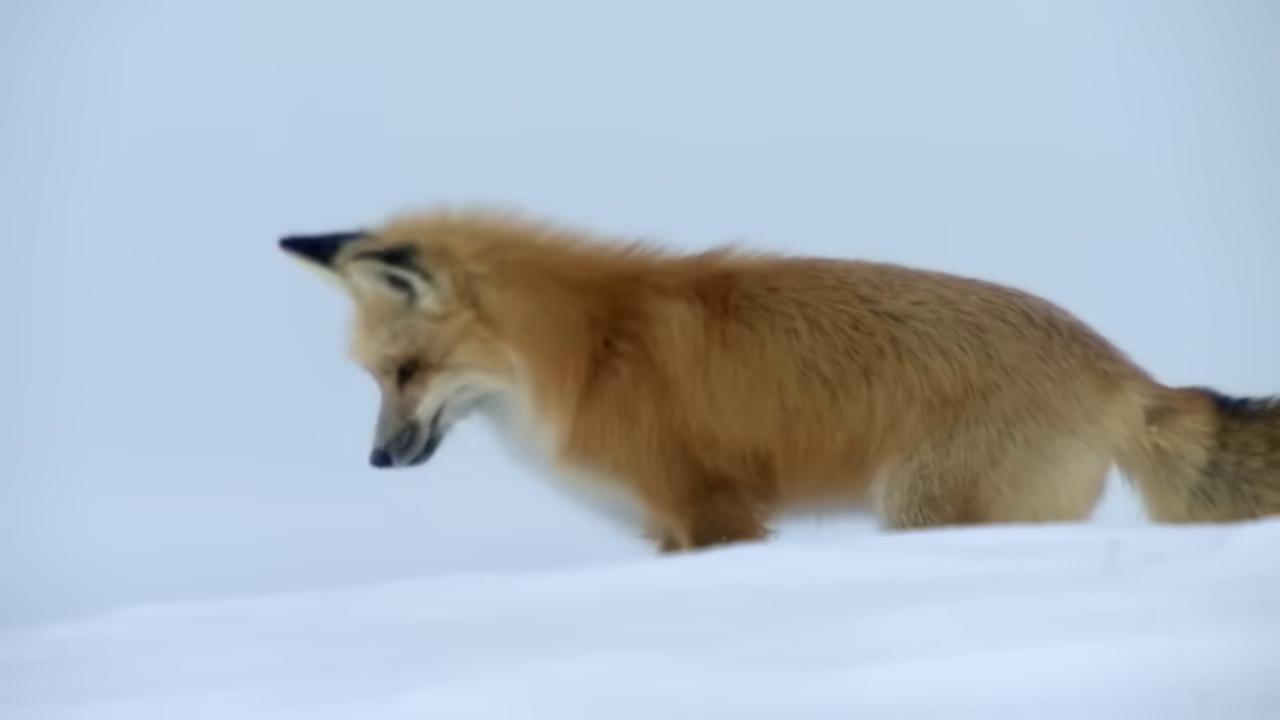 a fox is walking across the snow covered ground fox flying through landscape fox animal the foxlike evolution pokemon cute fox miniature fox red fox fluffy fox ears whimsical fox fox fluffy tail of a fox wearing a santa hat part fox fox tail thick fluffy tail the lovely hairy fox