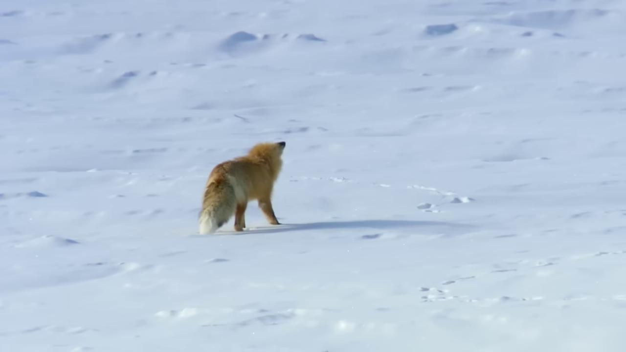 a dog is walking in the snow still from a nature documentary fox flying through landscape wolf in a snowfield still from nature documentary the foxlike evolution pokemon fox animal part fox fox tail fox red fox the screaming fox cute fox fluffy tail miniature fox thick fluffy tail among foxes and deer wildlife documentary