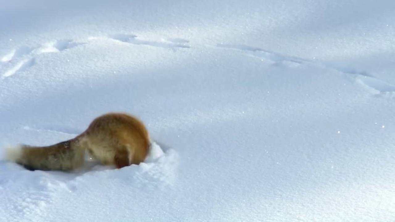a dog is walking in the snow weasel ferret stoat weasel ferret stoat still from a nature documentary pine marten still from nature documentary wiggling a weasel weasel gopher miniature fox ermine national geographic footage wolf in a snowfield snow camouflage cute fox giant ferret