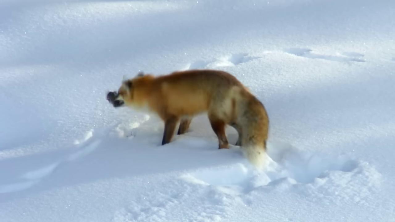 a fox is walking through the snow fox animal fox red fox the foxlike evolution pokemon still from a nature documentary cute fox wolf in a snowfield still from nature documentary female fox playing with a fox of a fox wearing a santa hat part fox tonic the fox miniature fox fox in a lab coat