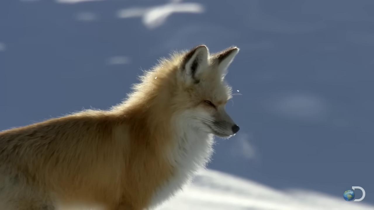 a fox standing in the snow looking at something red fox still from nature documentary bbc earth cute fox fox animal still from a nature documentary the lovely hairy fox fox tonic the fox ethereal fox white fox female fox part fox by peter snow miniature fox white fox anime fluffy fox ears fox tail