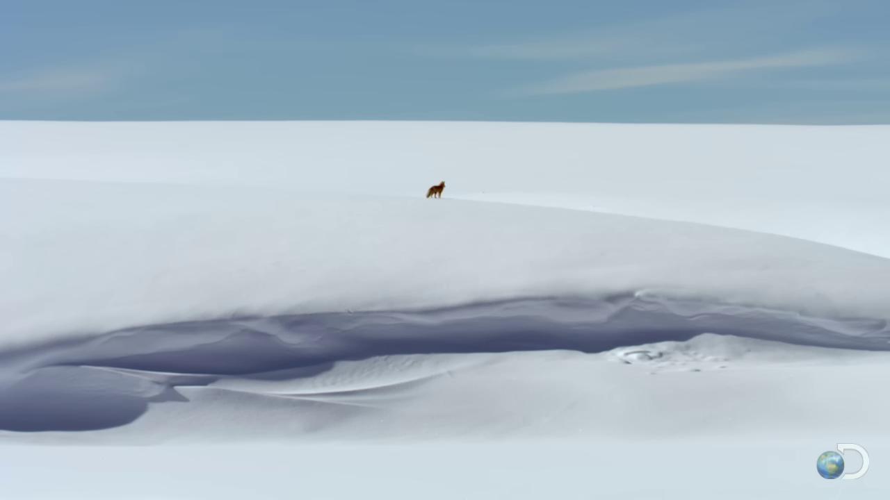 a bird is standing on top of a snow covered hill wolf in a snowfield still from nature documentary still from a nature documentary bbc earth lone wolf still from a music video walking across ice planet desolate arctic landscape photo of wolf empty snow field fox flying through landscape empty remote wilderness snowy arctic environment