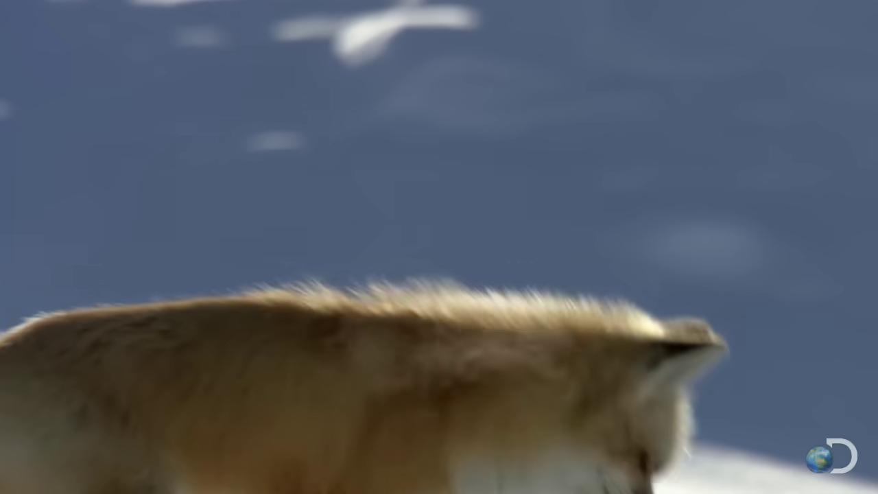 a wolf is walking across the snow covered ground fox flying through landscape still from a nature documentary still from nature documentary dramatic cinematic detailed fur tundra fox the screaming fox fox animal fox mccloud wolf in a snowfield bbc earth still from a music video of a fox wearing a santa hat fox tail