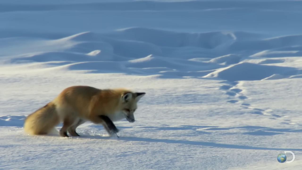 a fox is walking through the snow fox flying through landscape fox animal still from a nature documentary the foxlike evolution pokemon wolf in a snowfield cute fox still from nature documentary miniature fox whimsical fox red fox fox fox tail white fox playing with a fox among foxes and deer female fox