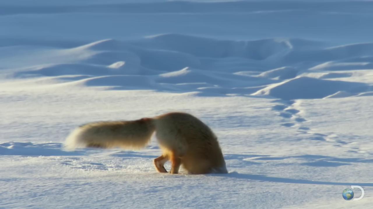 a fox is walking through the snow fox tail still from a nature documentary still from nature documentary fluffy tail fox animal thick fluffy tail cute fox wolf in a snowfield furries wearing tails fox bushy tail furry tail the foxlike evolution pokemon miniature fox part fox whimsical fox national geographic footage