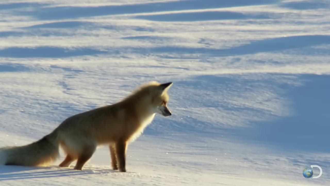 a fox is walking through the snow fox animal red fox the foxlike evolution pokemon cute fox fox still from nature documentary still from a nature documentary female fox miniature fox white fox wolf in a snowfield fox tail ethereal fox stern looking fox in a lab coat whimsical fox fox flying through landscape tundra