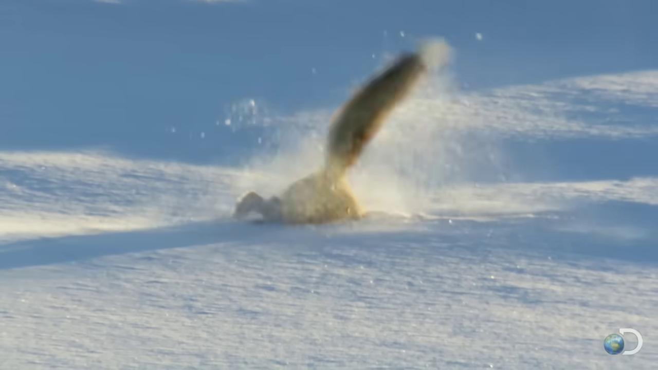 a dog is jumping in the snow still from a nature documentary closeup of a snow owls face fox flying through landscape natural tpose still from nature documentary extreme motion blur super slowmotion wolf in a snowfield owlbear high speed motion the furry fursuit is running crash landing heavy motion blur soft motion blur