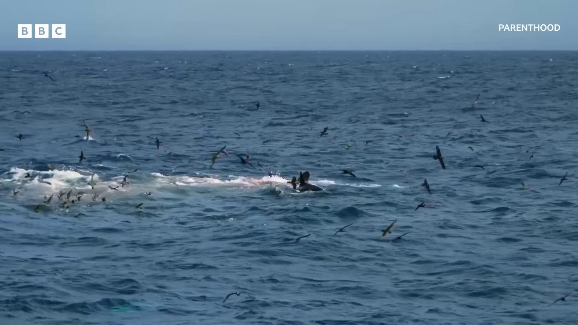 a large group of birds flying over the ocean they are chasing a whale dolphins and swordfish whale carcass still from nature documentary still from a nature documentary flying whales bbc earth gaping gills and baleen ocean giant creature bloop discovery channel whales showing from the waves fish shoal whale monsters national geographic footage