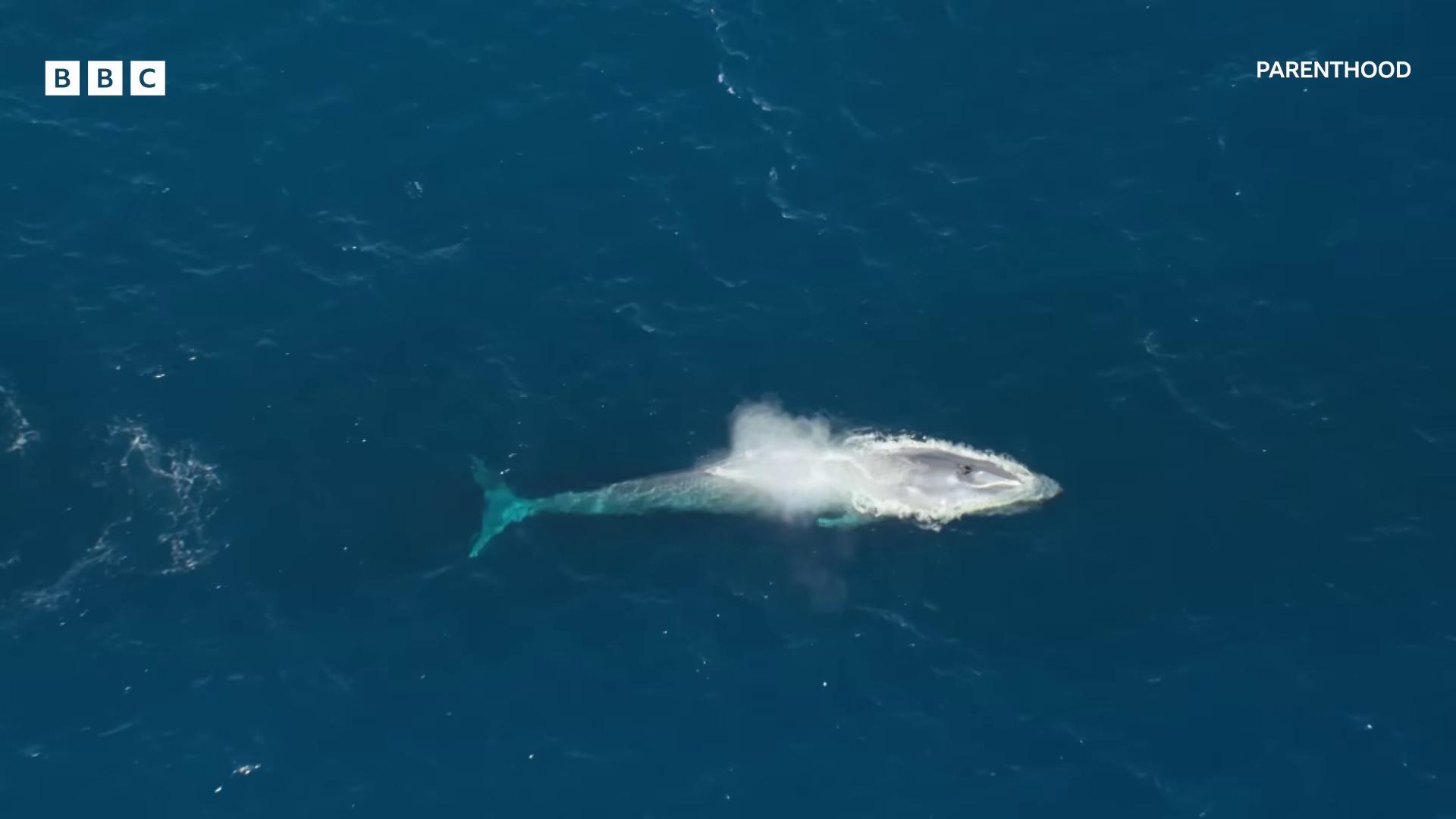a whale is seen in the ocean as it swims blue whale gaping gills and baleen seen from above ocean giant creature bloop flying whale humpback whale viewed from above whale photo taken from above whales showing from the waves whale carcass aerial view from above seen from straight above closeup from above