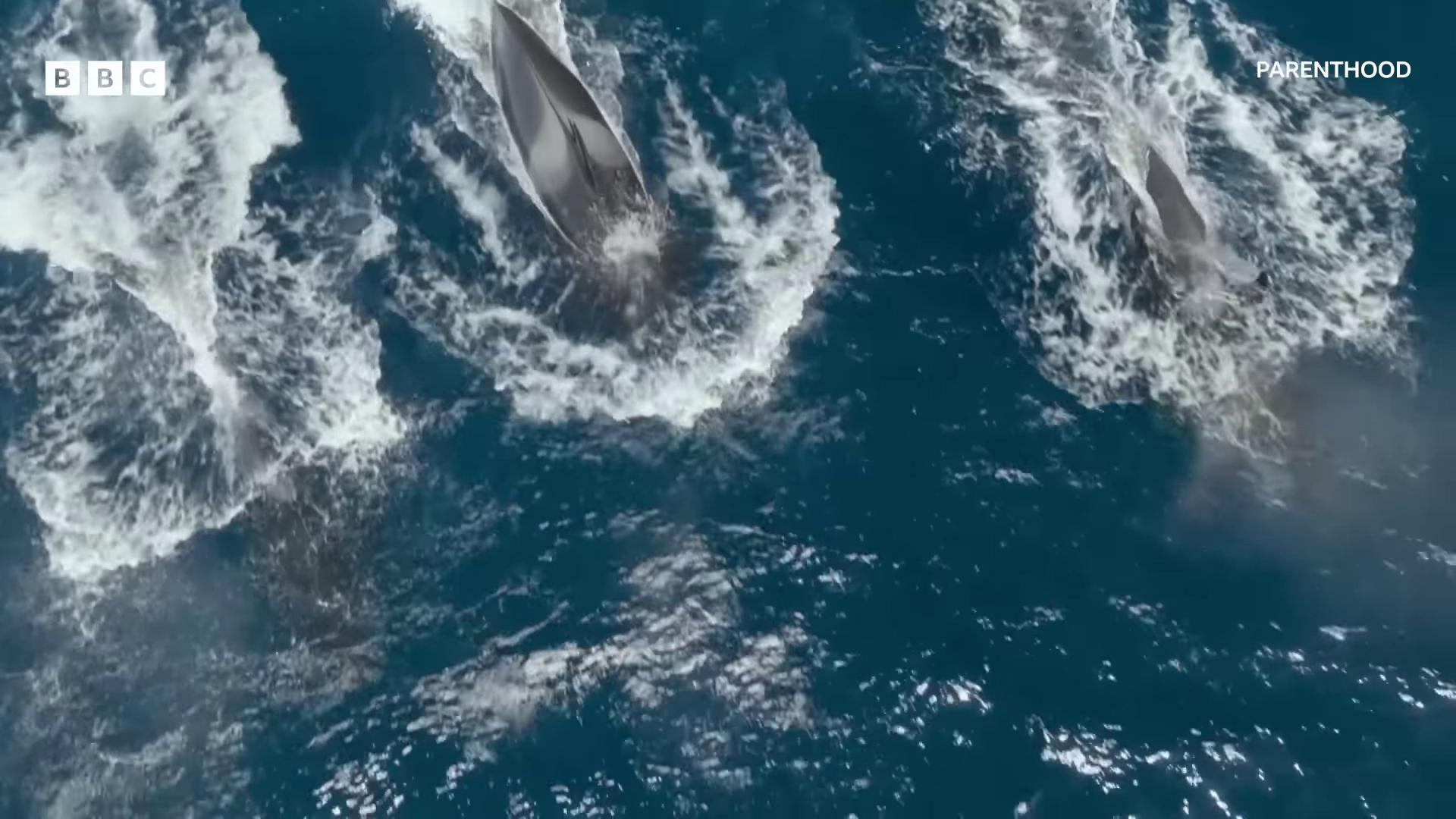 dolphins swim in the ocean near the coast of the pacific they are chasing a whale dolphins and swordfish bbc earth still from nature documentary still from a nature documentary oceanic naval battles still from the movie sharknado submarine camera imagery flying whales whales whales showing from the waves national geographic channel gaping gills and baleen