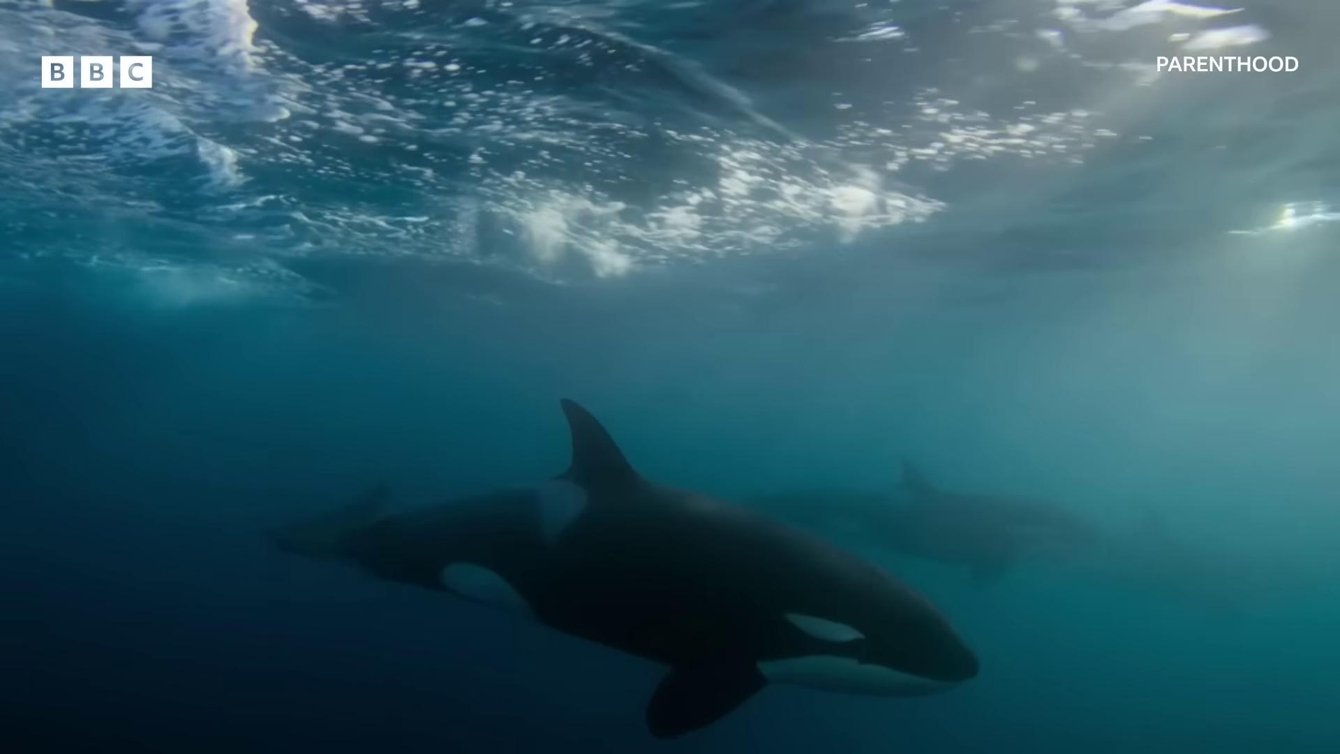 a couple of dolphins swimming in the ocean killer whale still from nature documentary still from a nature documentary gushy gills and baleen gaping gills and baleen swimming through the ocean gopro footage long flowing fins pov underwater aweinspiring awardwinning still from a 2015 pixar movie shot with a gopro