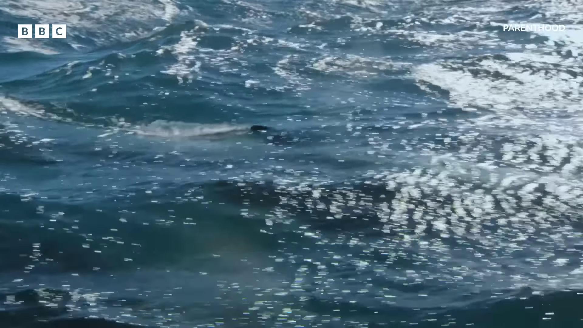 a shark is seen in the water as it swims ocean giant creature bloop they are chasing a whale whales showing from the waves ocean simulation dolphins jumping extremely detailed water texture sea monster looks like ship large creatures in distance dolphins swimming over the head of a sea wolf dolphins and swordfish sea monsters