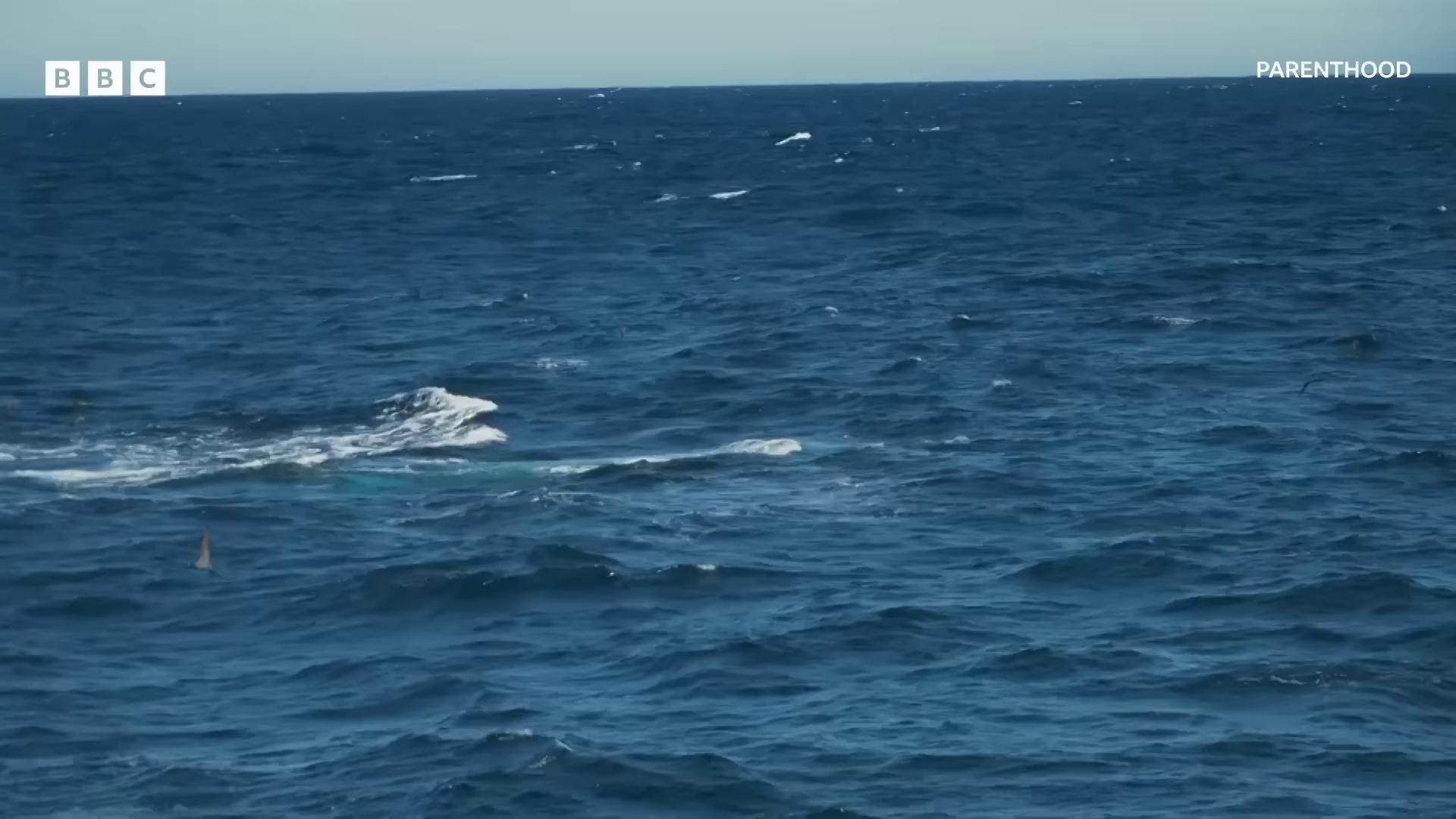 a whale is seen in the ocean as it swims whales showing from the waves they are chasing a whale ocean giant creature bloop humpback whale submarine camera imagery sea monster looks like ship long flowing fins whale fall whale monsters flying whale ocean simulation large creatures in distance whales gaping gills and baleen whale carcass