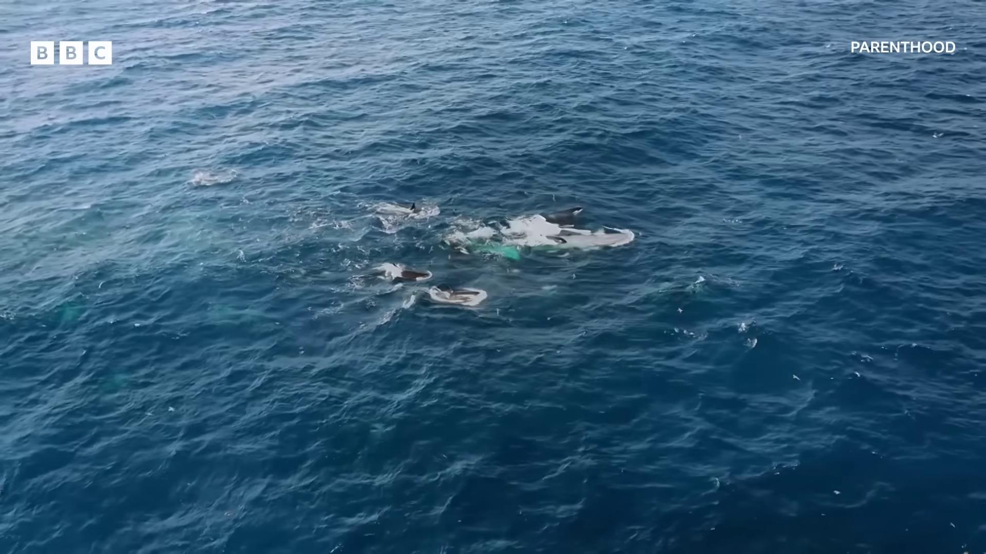 a whale is seen in the water as it swims dolphins swimming photo of the middle of the ocean dolphins jumping dolphins and swordfish they are chasing a whale aerial footage drone footage whales showing from the waves dolphin swimming whales swimming to surface still from nature documentary combat drone strike war footage