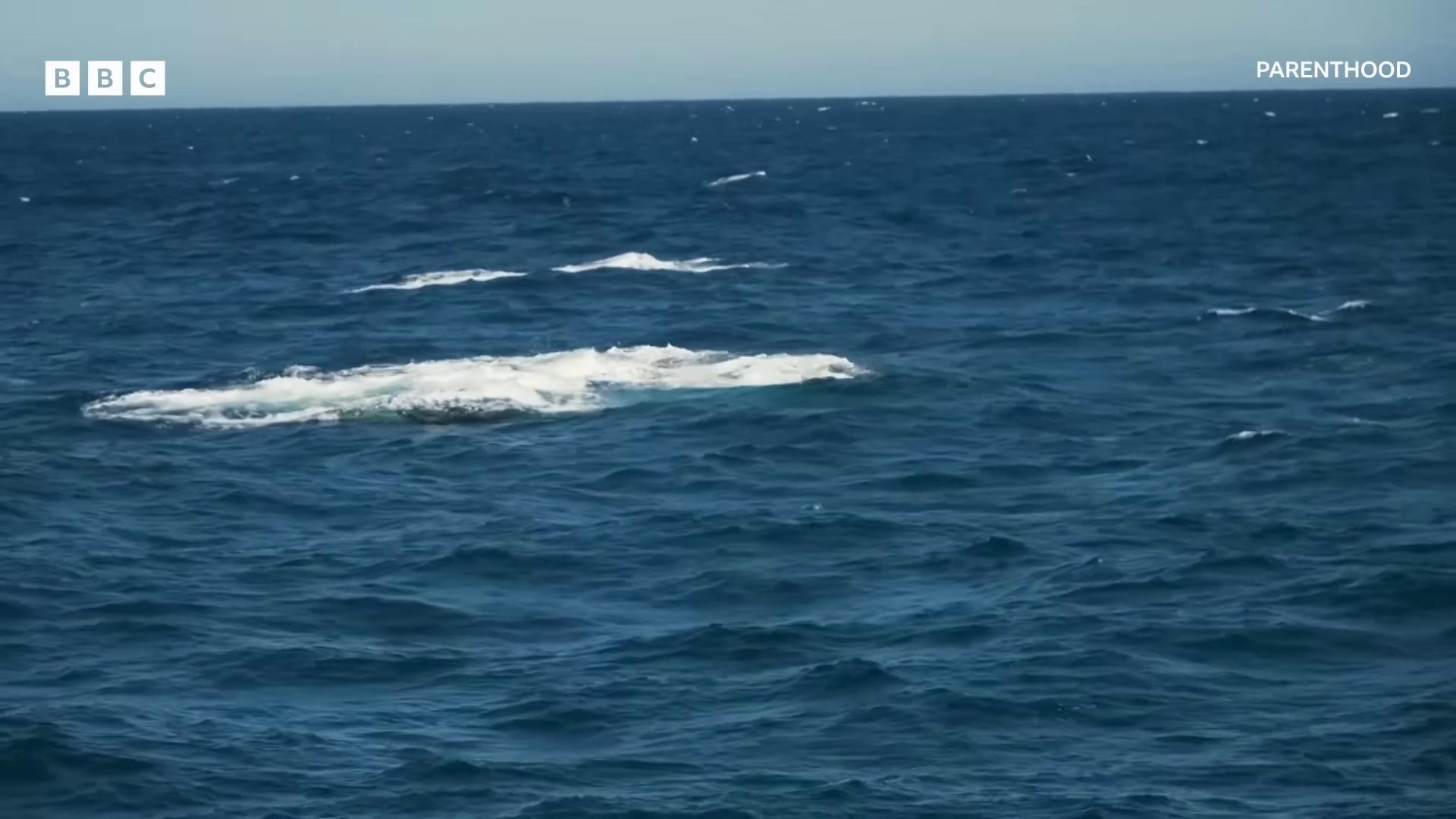 a whale is seen in the ocean as it swims whales showing from the waves they are chasing a whale ocean giant creature bloop whale monsters whales long flowing fins giant waves humpback whale large creatures in distance whale fall gaping gills and baleen sea monsters sea monster looks like ship whale carcass flying whales
