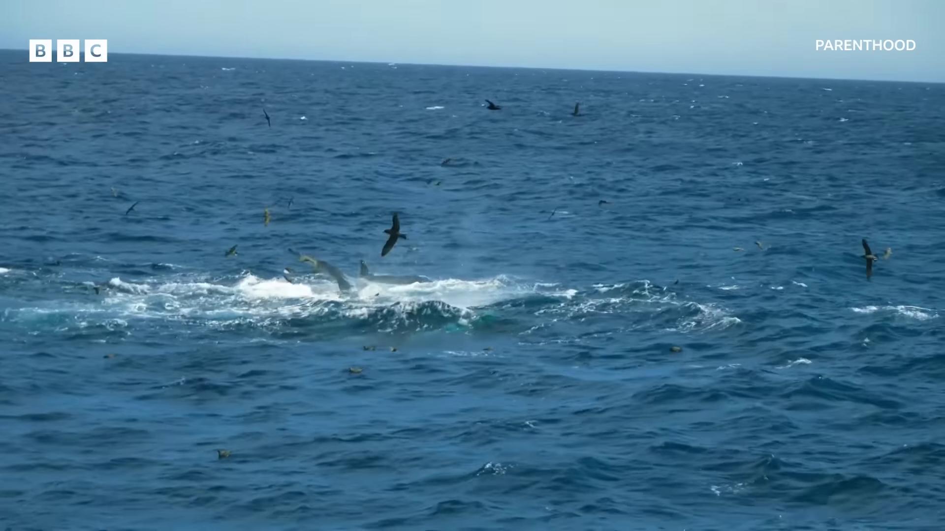 a large group of dolphins swimming in the ocean dolphins and swordfish they are chasing a whale swirling schools of silver fish gaping gills and baleen whales showing from the waves whale monsters flying whales fish shoal ocean giant creature bloop whales bolts of bright yellow fish still from a nature documentary dolphins jumping