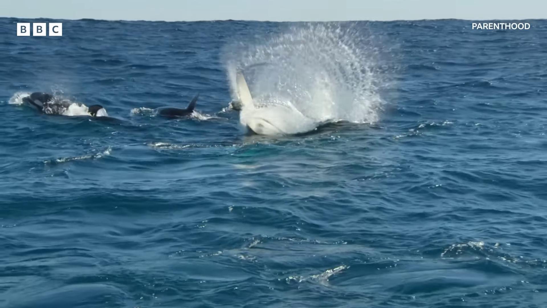 a whale is jumping out of the water dolphins jumping killer whale gaping gills and baleen dolphins and swordfish ocean giant creature bloop white with black spots whales showing from the waves long flowing fins they are chasing a whale dolphin swimming flaring gills and baleen dolphins swimming gushy gills and baleen