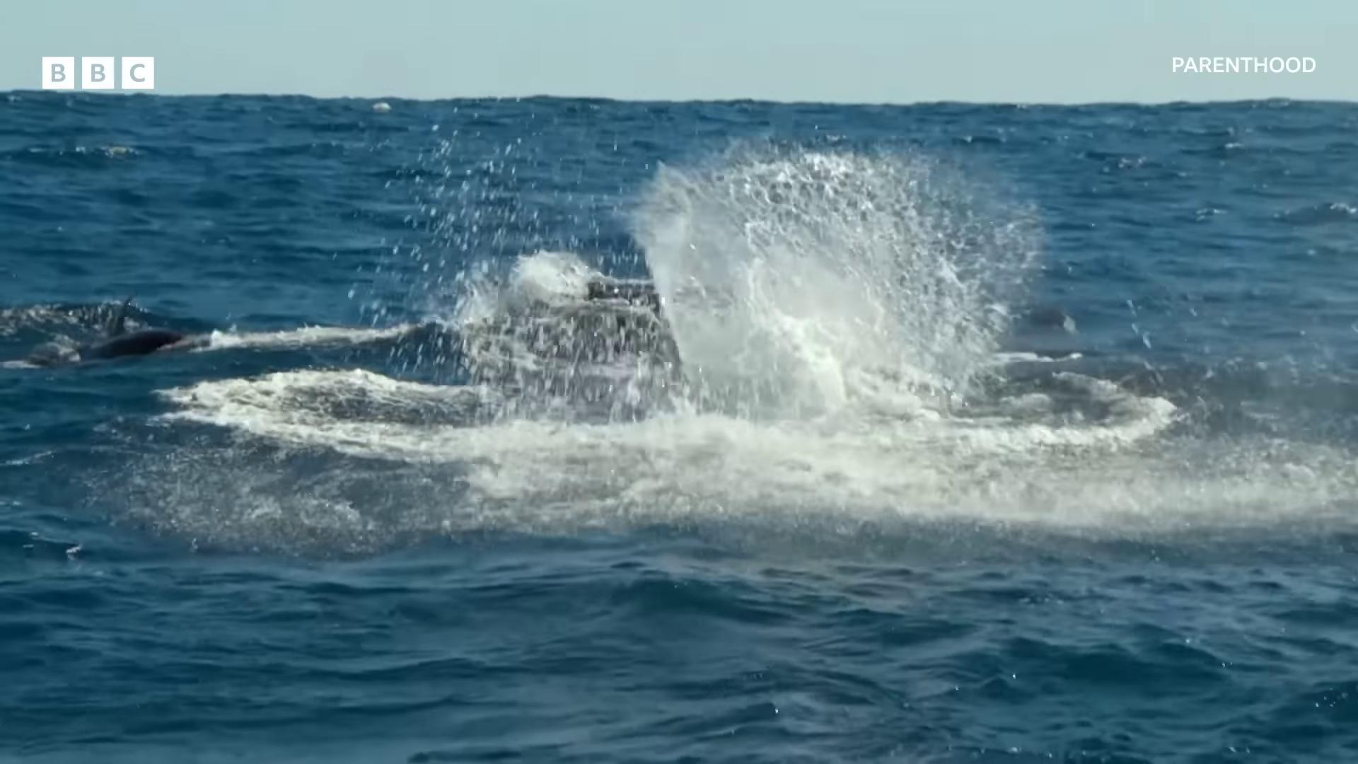 a whale is jumping out of the water humpback whale they are chasing a whale whales showing from the waves dolphins jumping whale monsters flying whale whales ocean giant creature bloop flying whales underwater explosion whale still from nature documentary still from a nature documentary whale carcass a sea battle bbc earth discovery channel