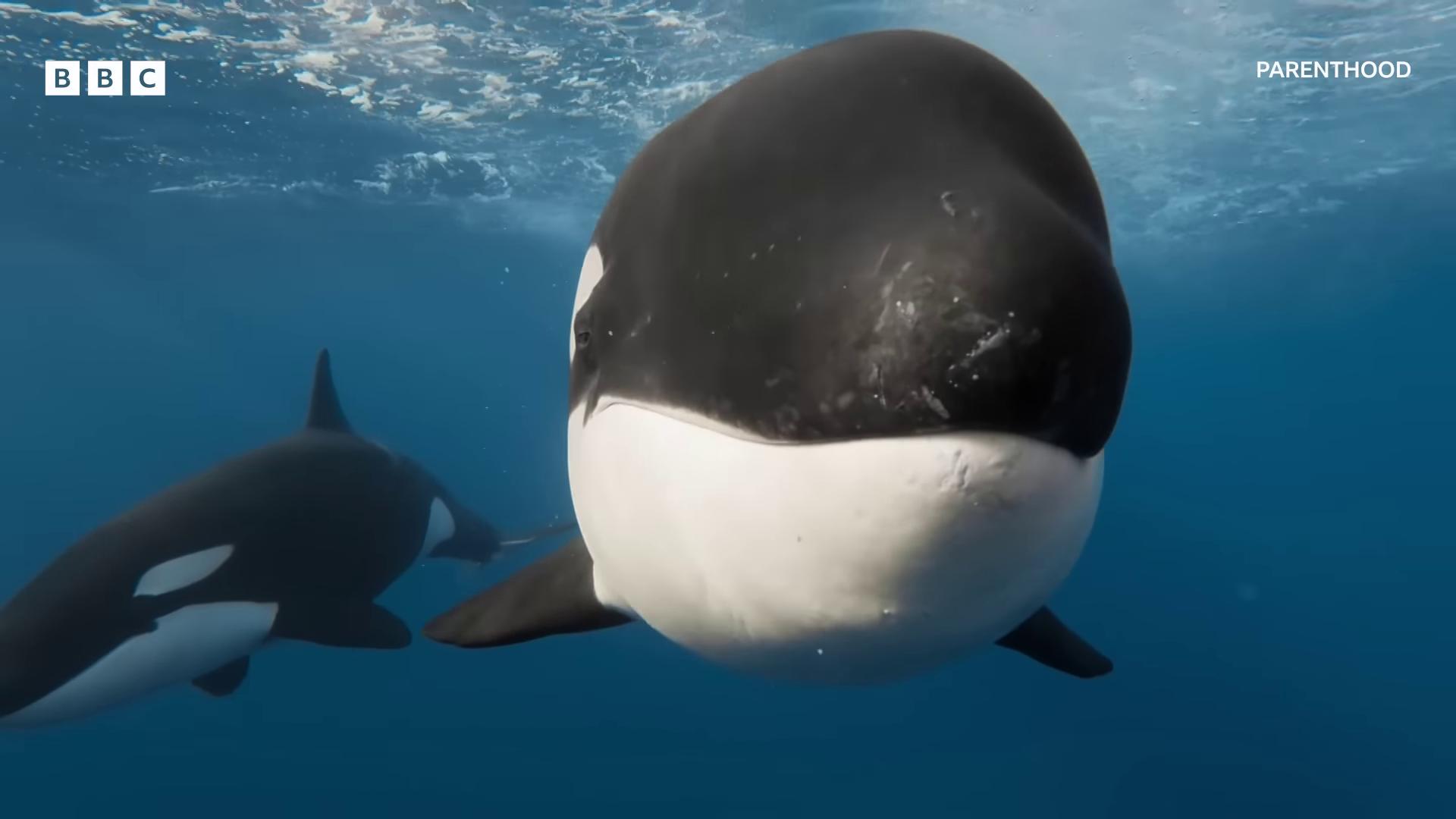 a killer whale and a killer whale swim together killer whale still from nature documentary whale still from a nature documentary whales ocean giant creature bloop still from a 2001 pixar movie low angle fish eye lens gopro footage large black smile gopro lens still from a 2015 pixar movie