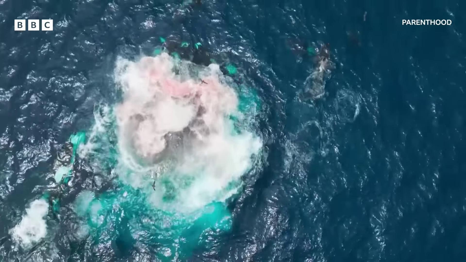 a whale is seen in the water as it swims ocean giant creature bloop spectacular splatter explosion underwater explosion whales showing from the waves whale fall humpback whale whale carcass rainbow sheep like cotton candy cover with a lot of red water colourful explosion combat drone strike war footage planet earth exploding pink jellyfish everywhere