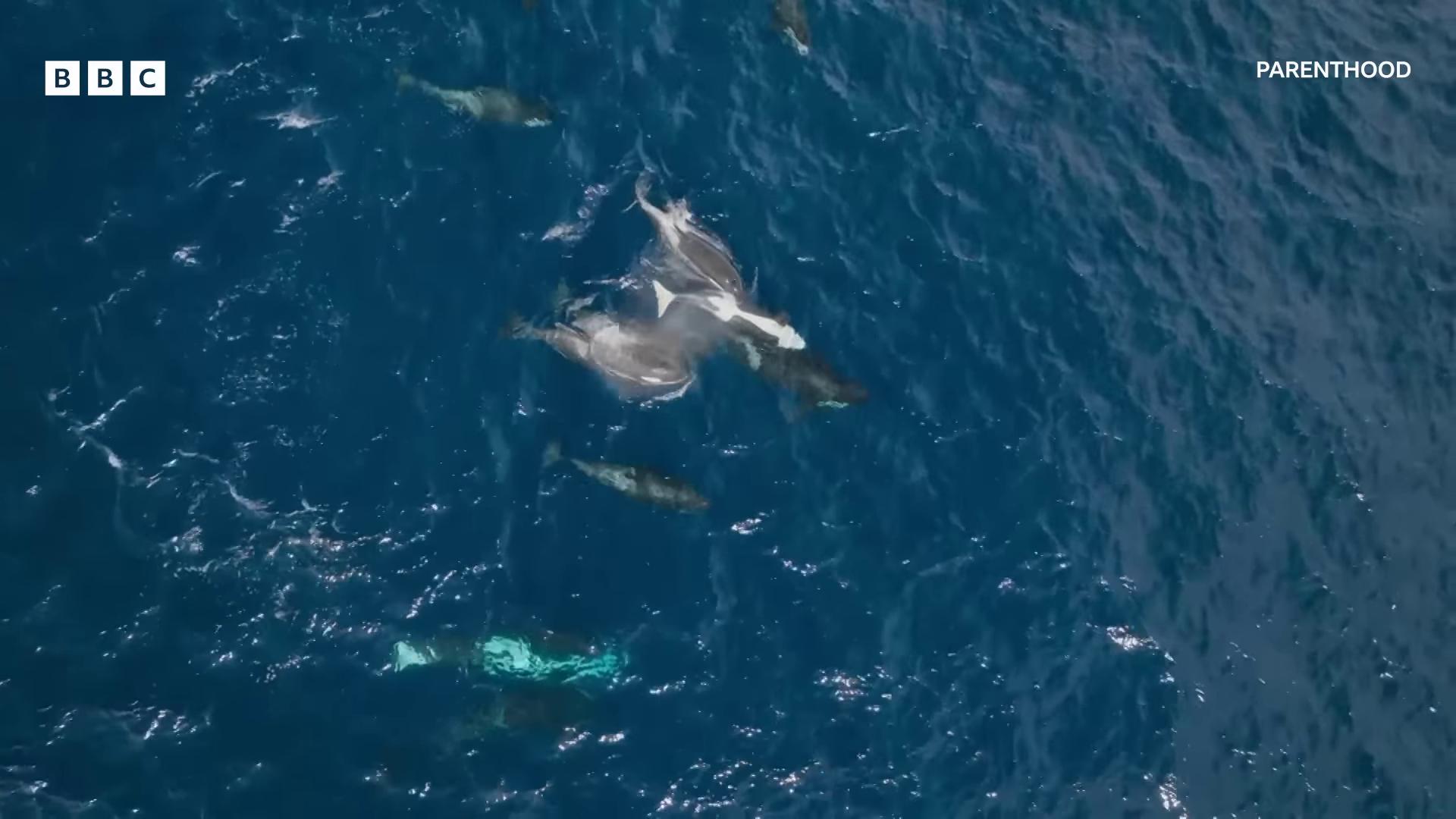 a group of dolphins swim in the ocean still from a nature documentary still from nature documentary they are chasing a whale dolphins and swordfish whales showing from the waves photo taken from above seen from above whales drone footage footage from space camera national geographic footage aerial footage seen from straight above whale fall