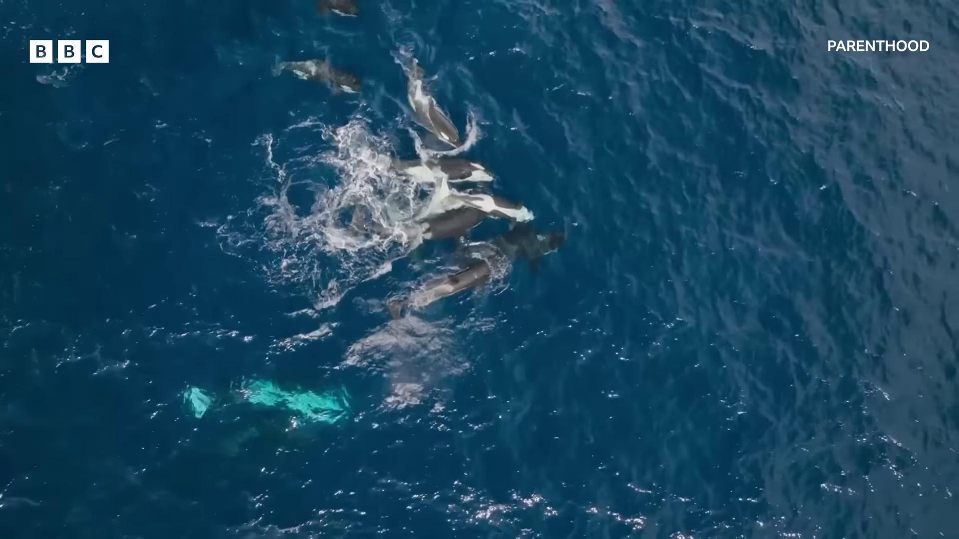 a whale is seen in the water as it swims with its mother still from nature documentary still from a nature documentary they are chasing a whale dolphins and swordfish whales showing from the waves nature documentry footage whales national geographic footage bbc earth dolphins swimming aerial footage footage from space camera flying whales
