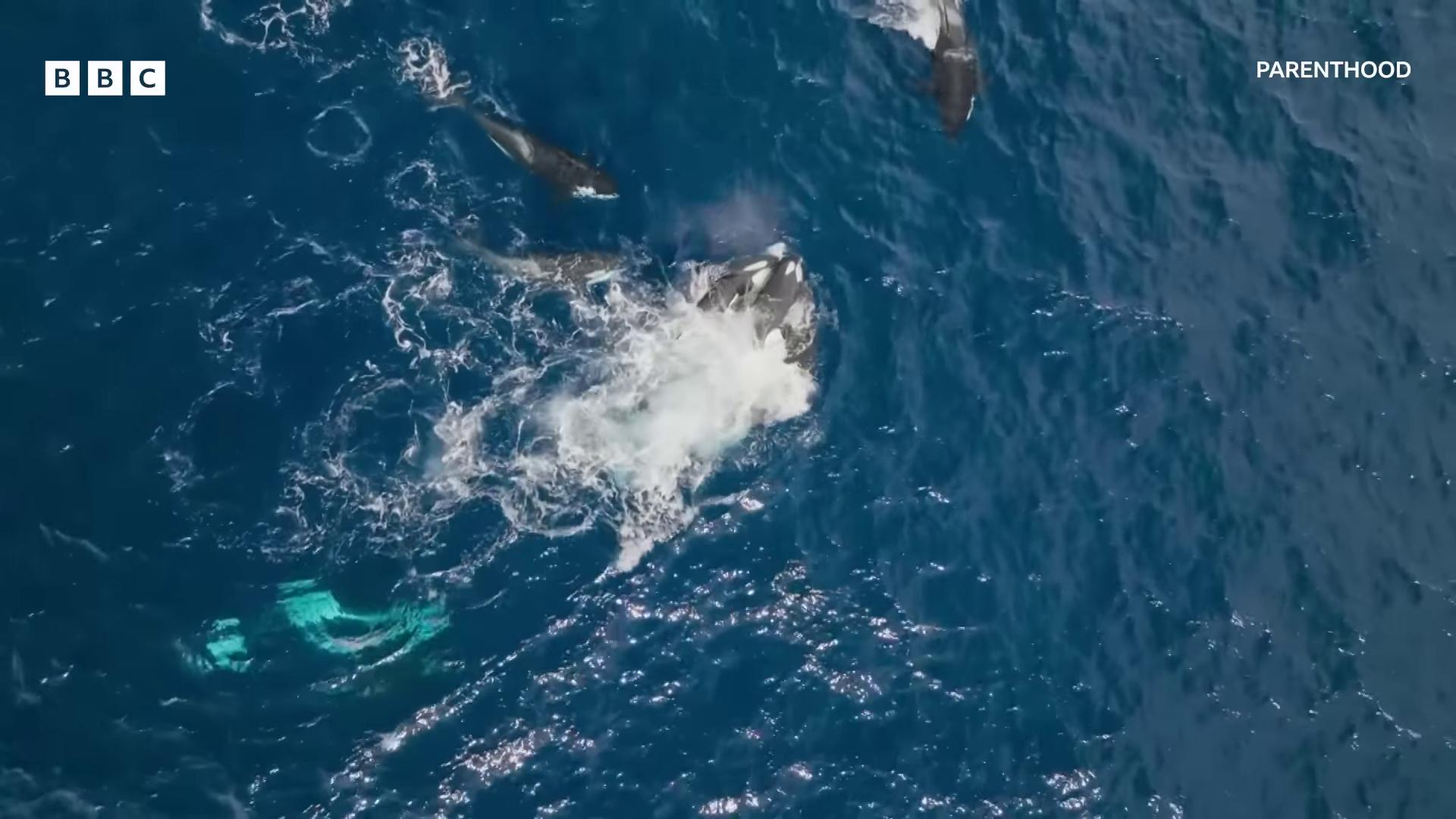 a whale and a whale swimming in the ocean they are chasing a whale still from nature documentary still from a nature documentary whales whale fall whales showing from the waves flying whales bbc earth gaping gills and baleen national geographic footage ocean giant creature bloop aerial footage nature documentry footage