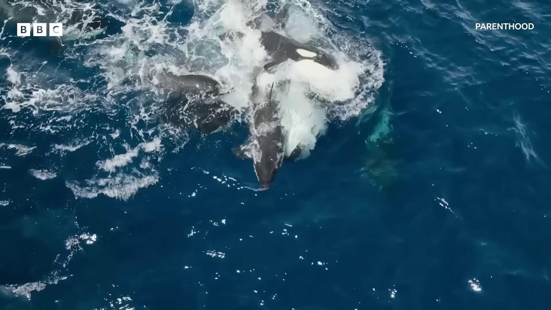 a whale is seen in the water as it swims killer whale they are chasing a whale shot from a drone whales showing from the waves whales still from a nature documentary flying whales still from nature documentary ocean giant creature bloop footage from space camera drone footage whale flying whale swimming to surface flying over the ocean
