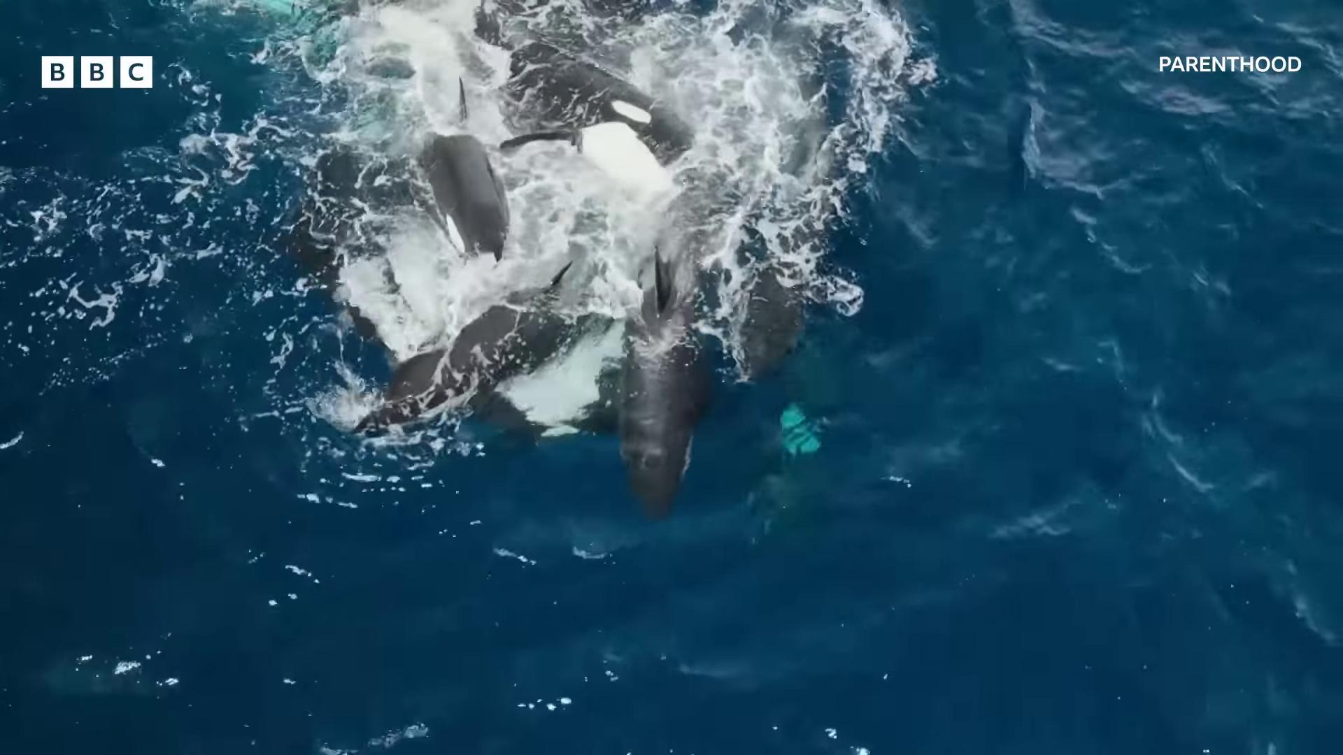 a whale is seen in the water as it swims killer whale still from a nature documentary still from nature documentary footage from space camera they are chasing a whale shot from a drone national geographic footage whales from a birds eye view shot from above photo taken from above whales showing from the waves seen from above camera footage