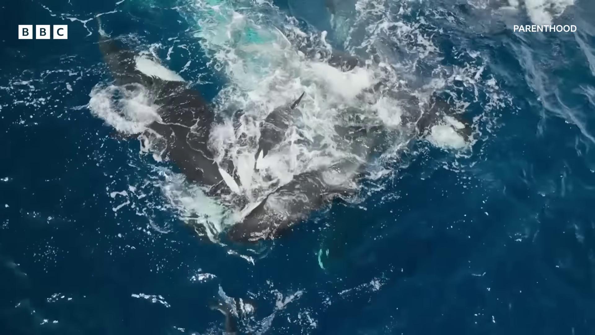 a whale is seen in the ocean as it swims whales showing from the waves whales flying whales humpback whale gaping gills and baleen whale carcass still from nature documentary they are chasing a whale still from a nature documentary whale fall flying whale ocean giant creature bloop whale footage from space camera whale monsters