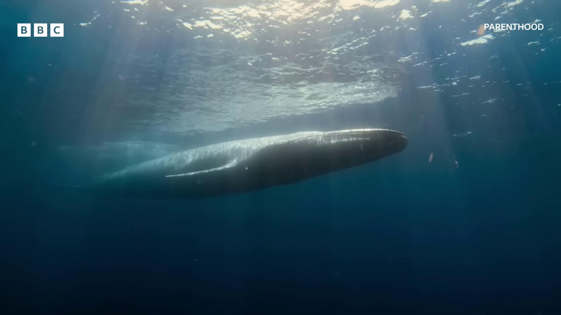 a whale swimming in the ocean with sunlight shining on it gaping gills and baleen gushy gills and baleen glimmering whale flaring gills and baleen whale fall blue whale still from nature documentary ocean giant creature bloop bbc earth still from a nature documentary whale swimming to surface humpback whale underwater leviathan