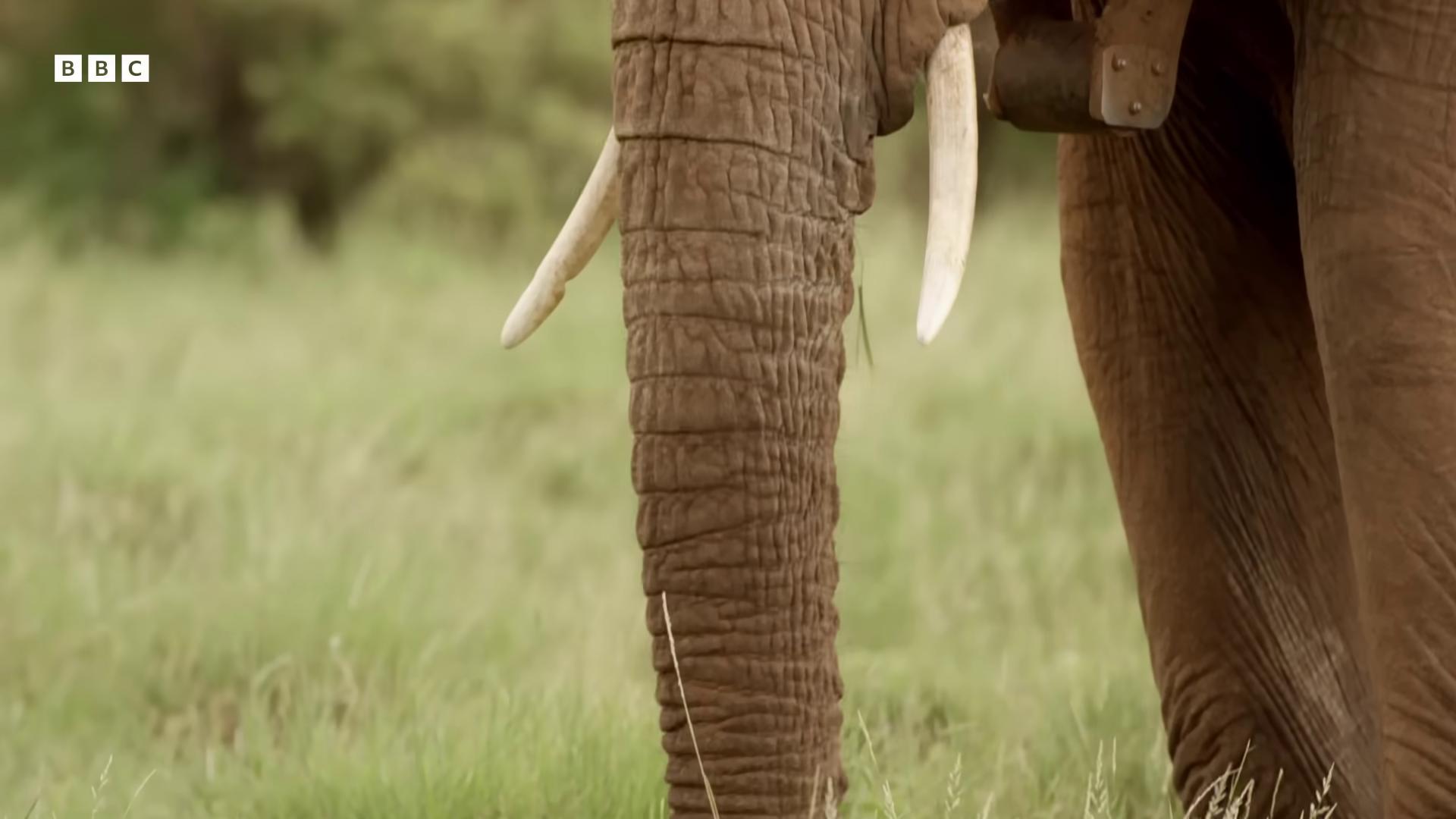 an elephant standing in a field of tall grass tusks huge tusks the best of elephants from the tusk movie an elephant elephant massive wide trunk still from nature documentary his trunk is a long tentacle a photo of an elephant an enormous elephant king his trunk is a huge tentacle still from a nature documentary