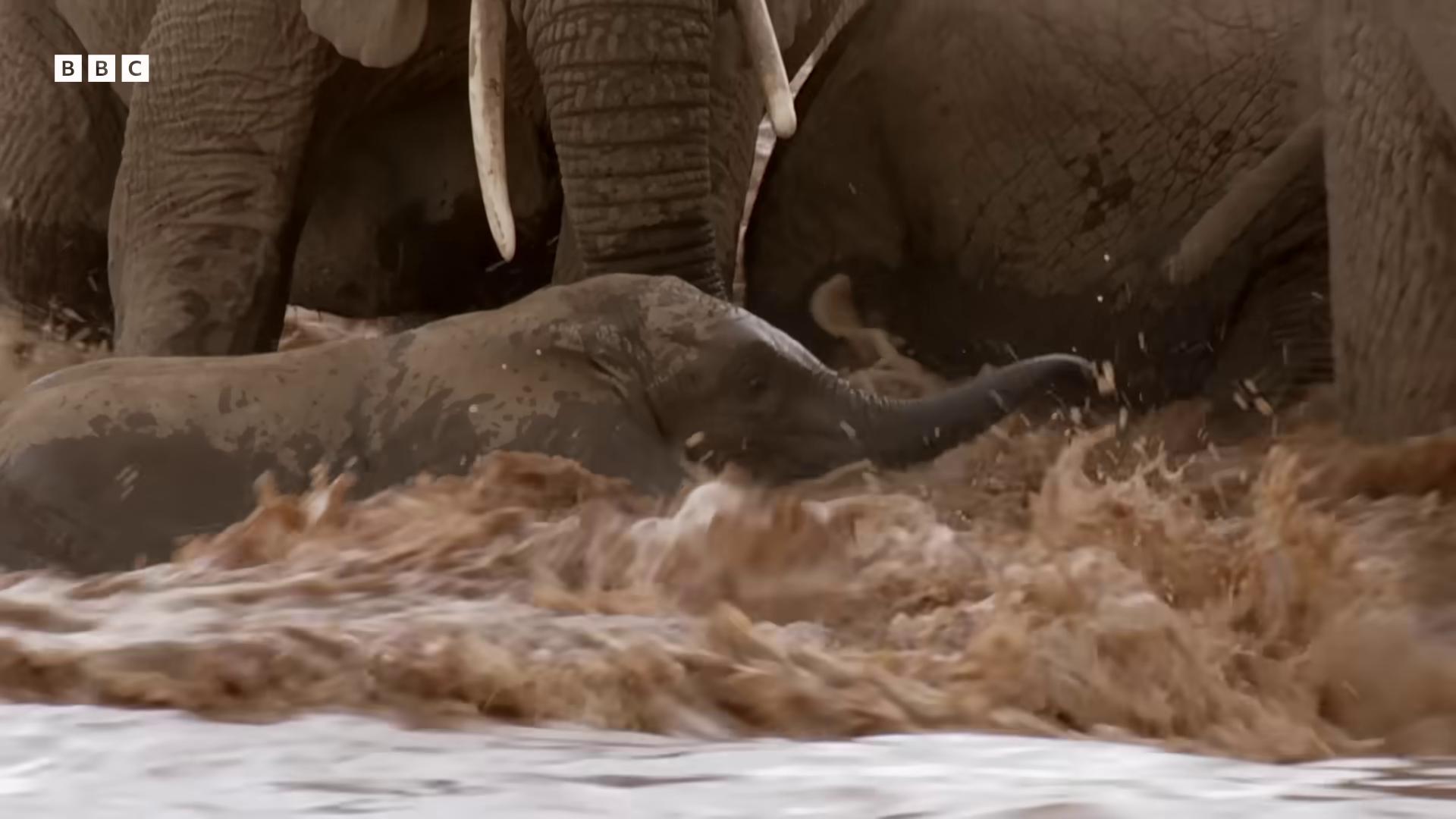 a herd of elephants still from a nature documentary still from nature documentary the best of elephants bbc earth elephants national geographic footage elephant an enormous elephant king cute elephant flying elephant an elephant king national geographic channel focus on the elephant huge bull emerging from the sand tusks nature documentry footage