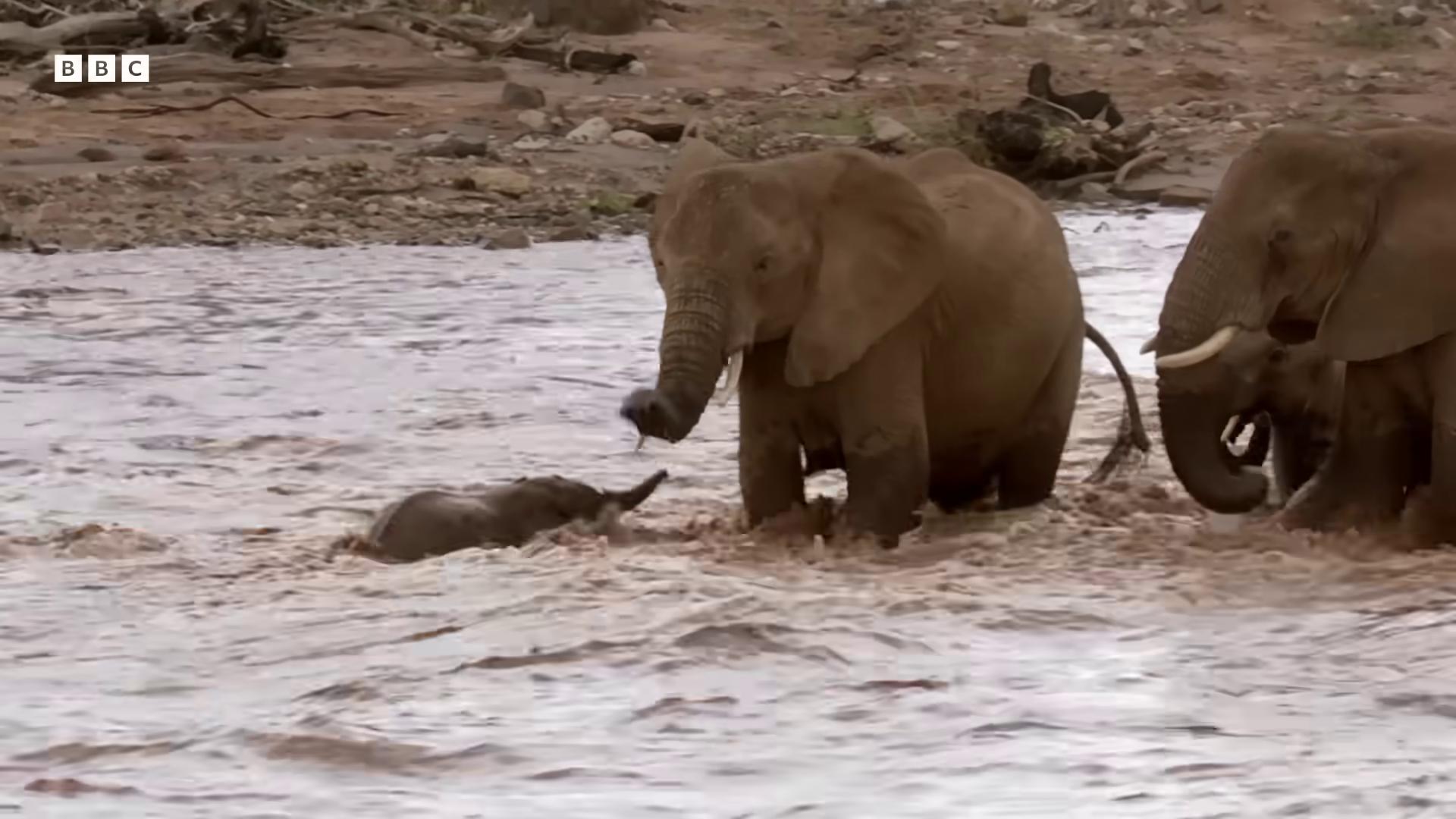 two elephants playing in the water in an african river the best of elephants still from a nature documentary still from nature documentary playing with the water bbc earth splashing water cute elephant fighting for his life wildlife preservation national geographic footage elephants aweinspiring awardwinning norm rockwell in africa discovery channel