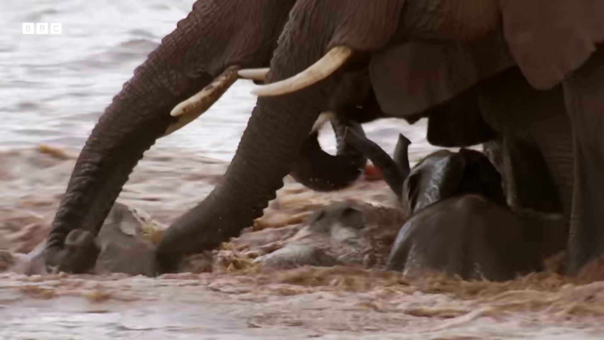 a large elephant eating the best of elephants still from a nature documentary closeup fight still from nature documentary national geographic channel national geographic footage an enormous elephant king horrors filmed on camera bbc earth discovery channel focus on the elephant wildlife documentary huge tusks sharp fangs and tusks bathing inside the tar pit