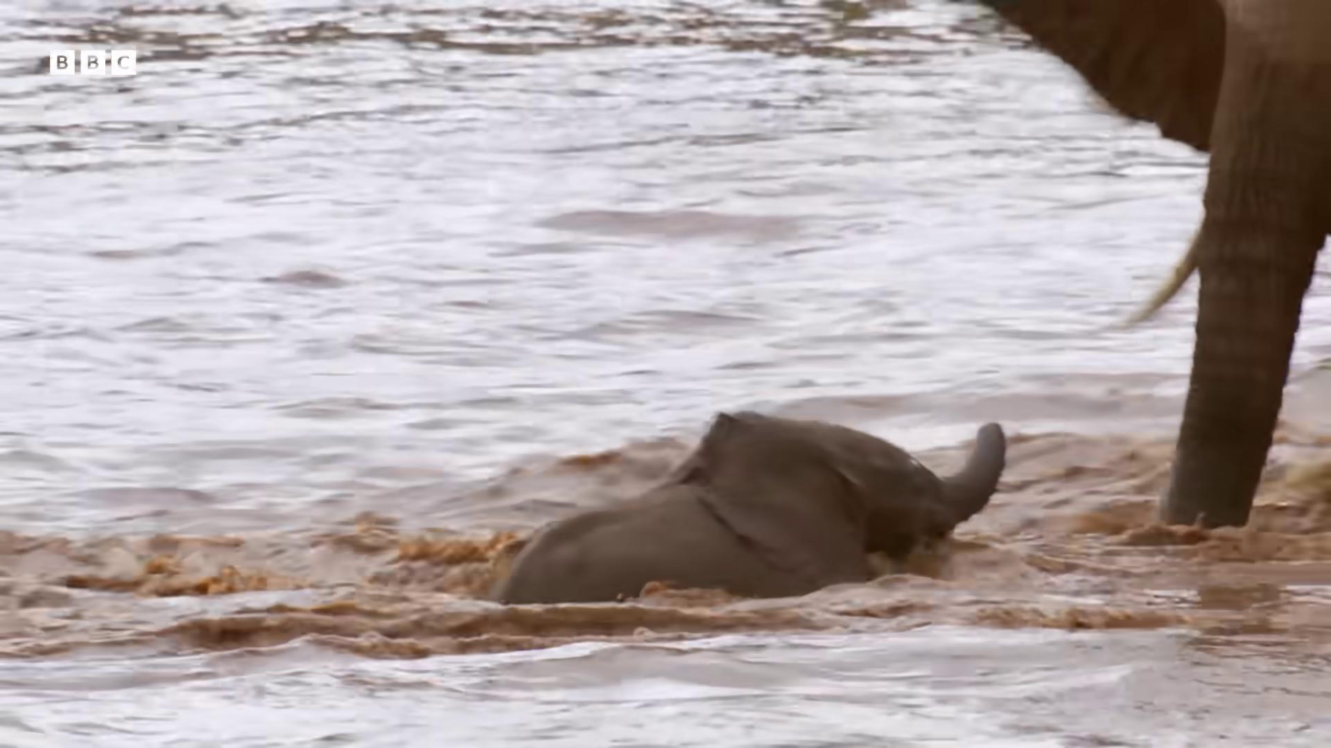 a baby elephant is playing in the water in an african river the best of elephants still from a nature documentary still from nature documentary wet feet in water crossing the river wildlife preservation national geographic footage splashing water horrors filmed on camera flying elephant bathing inside the tar pit rainfall and mud dog looks like elephant