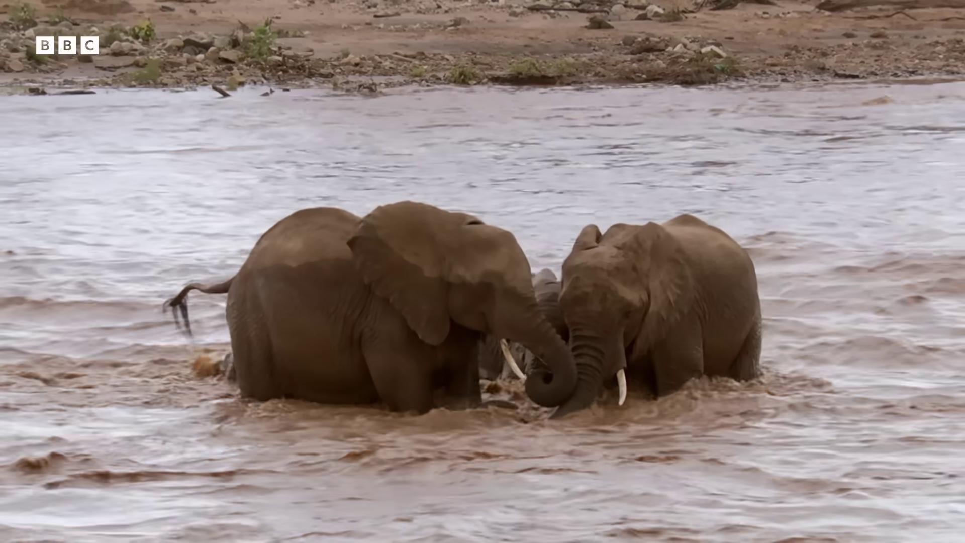 two elephants in the water the best of elephants in an african river still from nature documentary elephants still from a nature documentary bbc earth national geographic channel samburu african elephants in the jungle national geographic footage huge tusks norm rockwell in africa animals mating tusks nature documentry footage