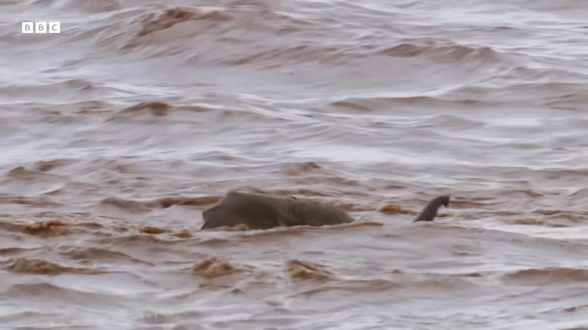 a bear is in the water near a beach in an african river loch ness monster still from a nature documentary still from nature documentary rough water national geographic footage alien planet covered in water apocalyptic tumultuous sea whales showing from the waves horrors filmed on camera gaping gills and baleen massive river chocolate river