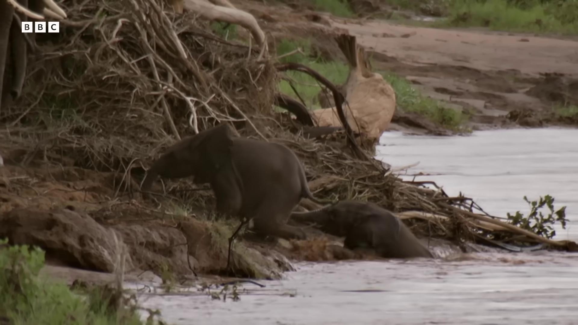 a bear is walking through a muddy stream still from a nature documentary still from nature documentary the best of elephants african elephants in the jungle buffalo hunt movie bbc earth in an african river wildlife preservation wildlife documentary national geographic footage national geographic channel an elephant in the savannah elephants norm rockwell in africa nature documentry footage