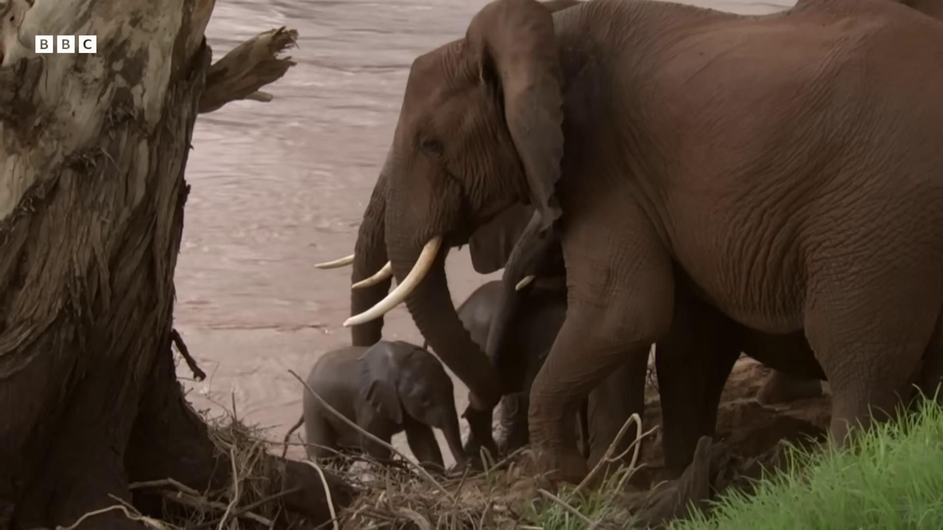 a baby elephant is standing next to an adult elephant the best of elephants african elephants in the jungle bbc earth still from nature documentary still from a nature documentary in an african river wildlife preservation elephants huge tusks national geographic footage national geographic channel tusks nature documentry footage samburu an enormous elephant king