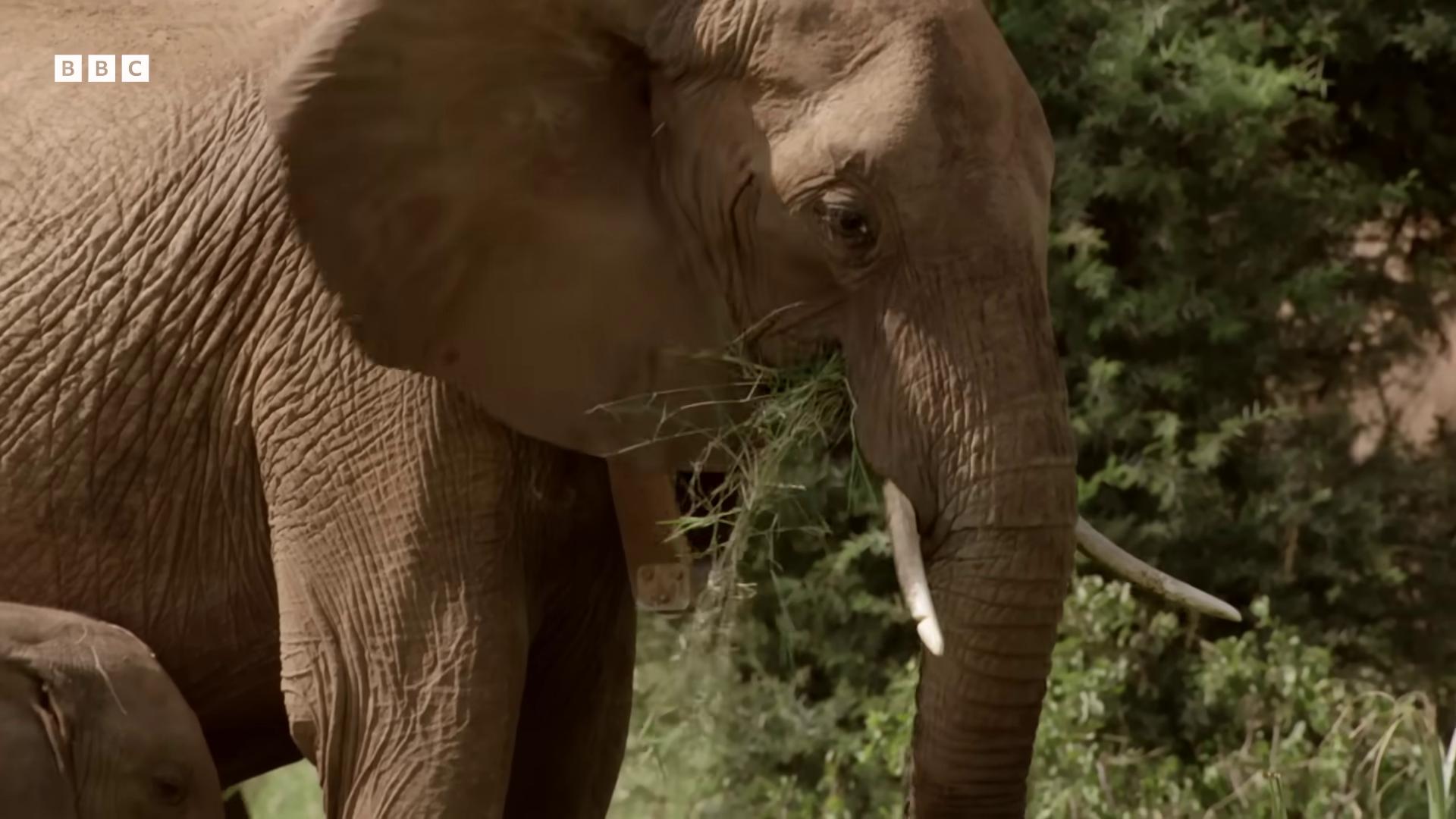 a baby elephant is eating grass with its mother the best of elephants his trunk is a huge tentacle an enormous elephant king still from nature documentary huge tusks his trunk is a long tentacle bbc earth from the tusk movie massive wide trunk african elephants in the jungle cute elephant an elephant king elephant