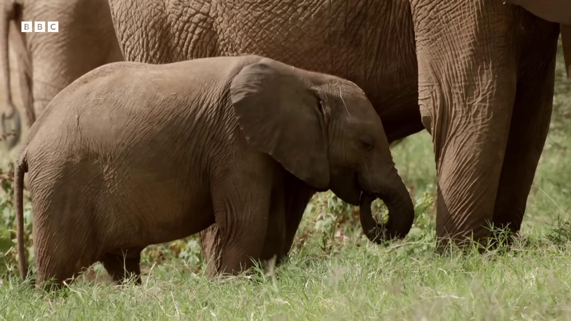 a baby elephant is walking next to its mother the best of elephants cute elephant massive wide trunk still from nature documentary wildlife preservation an elephant in the savannah bbc earth aweinspiring awardwinning still from a nature documentary his trunk is a huge tentacle focus on the elephant elephant