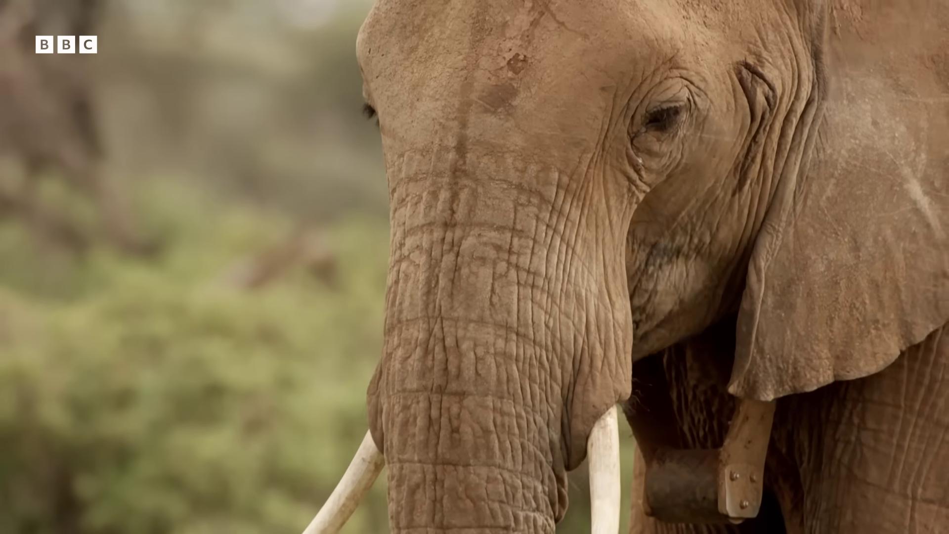 a large elephant standing in a field of grass the best of elephants from the tusk movie bbc earth a photo of an elephant still from nature documentary an elephant king tusks an elephant elephant cute elephant an enormous elephant king huge tusks focus on the elephant still from a nature documentary an elephant in the savannah