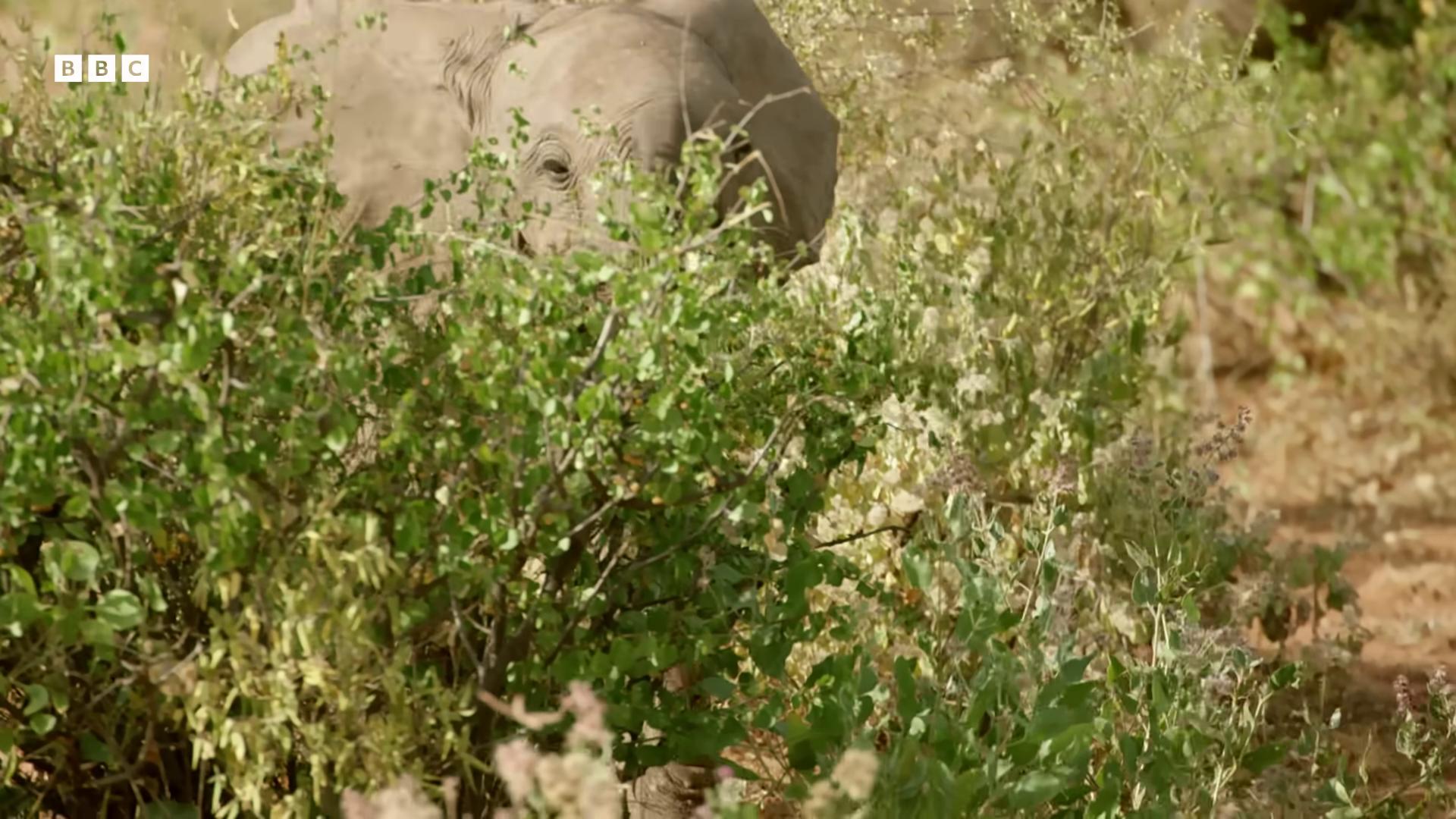 a baby elephant is standing in the bushes from the tusk movie still from nature documentary still from a nature documentary an elephant in the savannah wildlife preservation national geographic channel focus on the elephant fabian wagner cinematography nature documentry footage massive wide trunk unicorn from the tusk movie his trunk is a huge tentacle