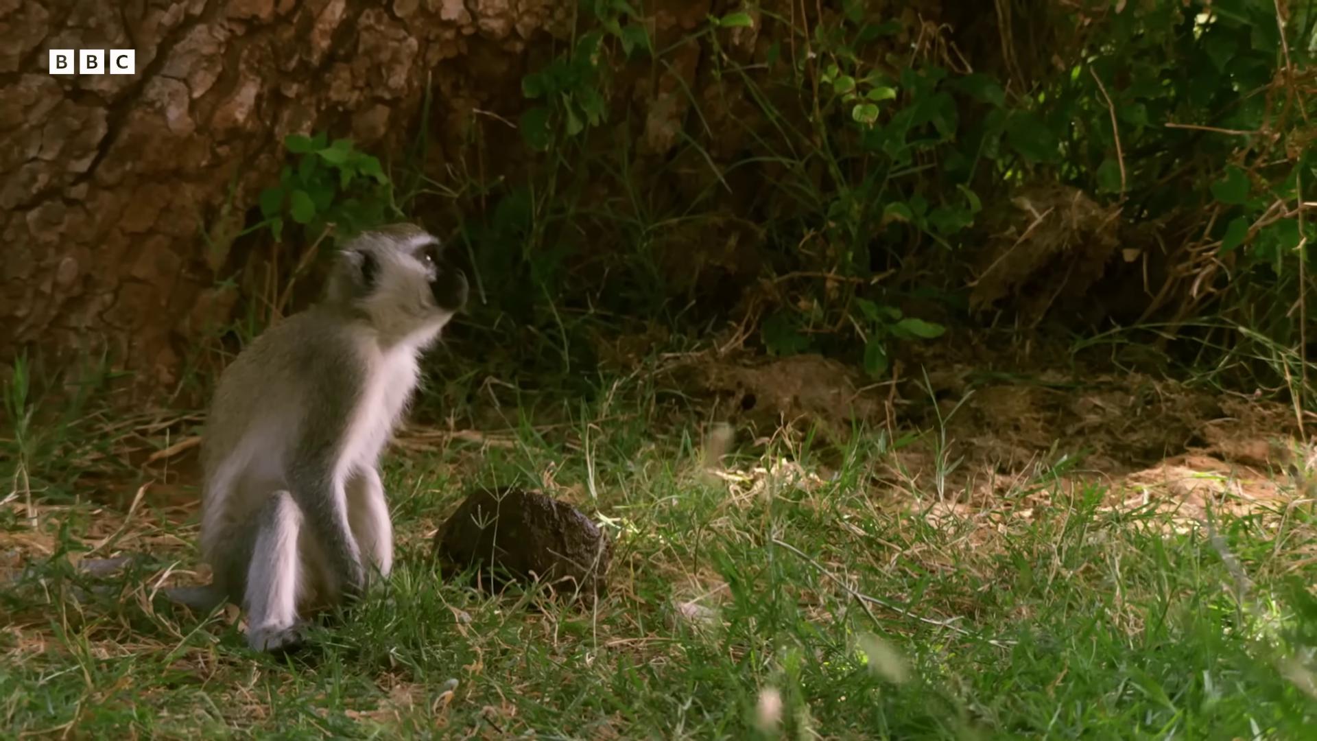 a monkey sitting on the ground next to a tree still from nature documentary still from a nature documentary bbc earth nature documentary nature documentry footage dslr 8 k dslr 8k tail of a lemur monkey island wildlife documentary masai norm rockwell in africa samburu national geographic channel national geographic footage