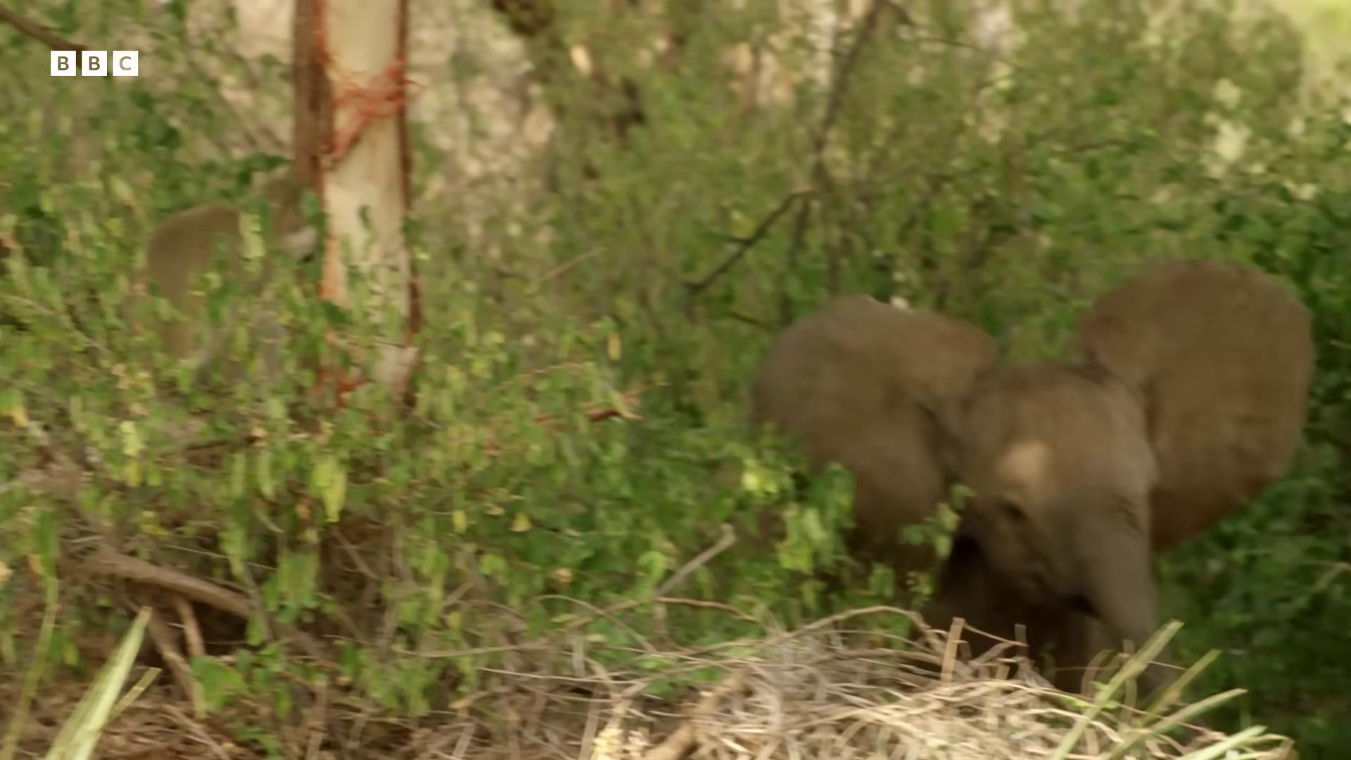 a baby elephant is walking through the brush the best of elephants still from nature documentary african elephants in the jungle still from a nature documentary wildlife preservation buffalo hunt movie an enormous elephant king focus on the elephant wildlife documentary national geographic channel massive wide trunk an elephant in the savannah bbc earth from the tusk movie