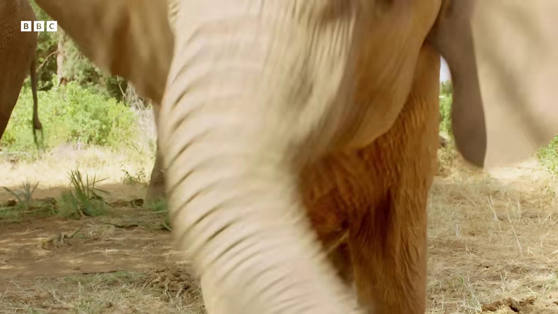 a close up of an elephants trunk from the tusk movie cinematography focus on the elephant vinayak vfx movie closeup from slumdog millionaire bluray image stunning vfx still from nature documentary close scene movie frame still scene from live action movie cute elephant movie action still frame epic shot cinematography vfx movie